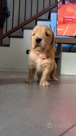 Golden retriver Americani