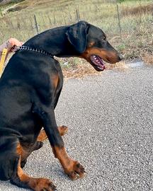 Dobermann
