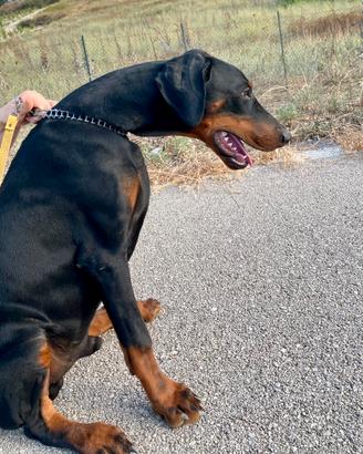 Dobermann