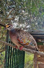 Tortore ali bronzine