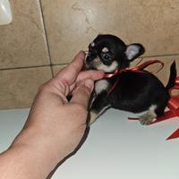 Chihuahua mini toy femmina