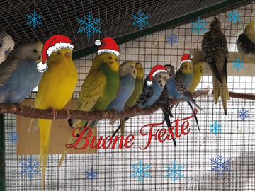 Cocorite varie mutazioni