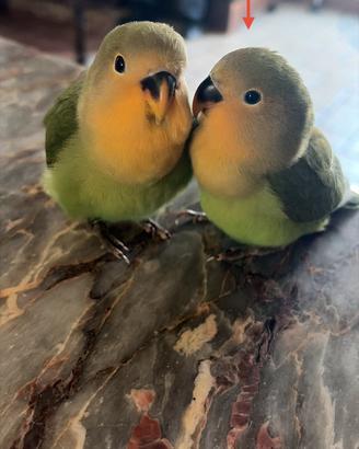 Pullo di inseparabile allevato a mano