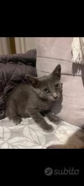 Gattina simil certosina