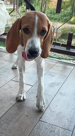 Splendida beagle di 5 mesi