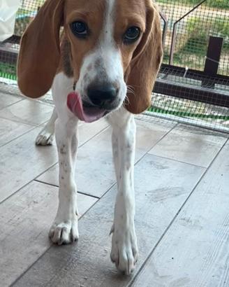 Splendida beagle di 5 mesi