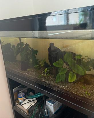 Acquario askoll
