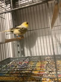 Gloster Fancy Coppia