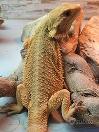 Pogona Witblitz