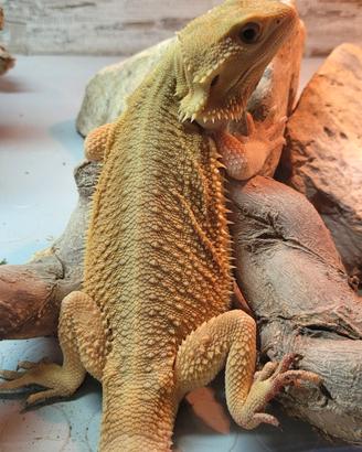 Pogona Witblitz