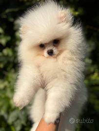 Spitz nano pomerania pedigree