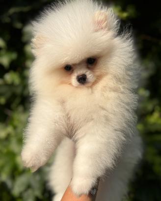 Spitz nano pomerania pedigree