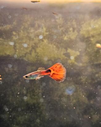 Guppy