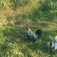 Gallo americano