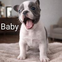 Cuccioli bulldog francese esotici