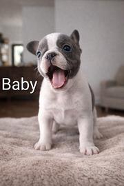 Cuccioli bulldog francese esotici