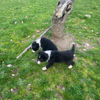 Border collie