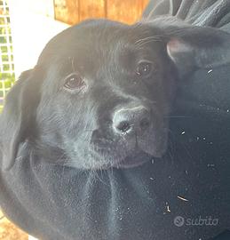 Labrador marroni e neri con pedigree