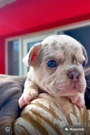 Bulldog