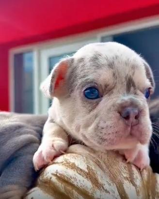 Bulldog