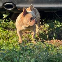 Bulldog francese