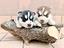 Immagine 3