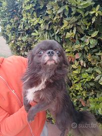 Chihuahua maschio pedigree