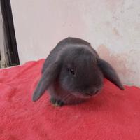 Conigli minilop