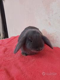 Conigli minilop