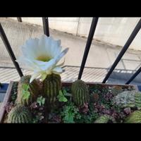 piante di echinopsis fiore bianco 