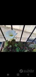 piante di echinopsis fiore bianco 