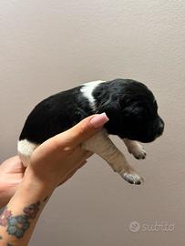 Cuccioli di épagneul breton
