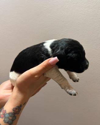 Cuccioli di épagneul breton