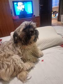 Vendita cuciolo shitzu