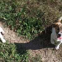 Cuccioli di Jack Russell Terrier