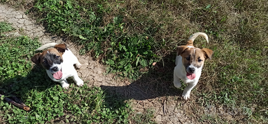 Cuccioli di Jack Russell Terrier