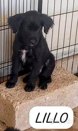 Cuccioli misto setter