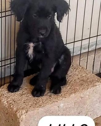 Cuccioli misto setter