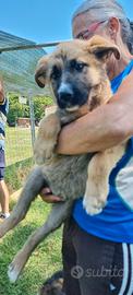 Dafne: pastore tedesco mix, 3 mesi