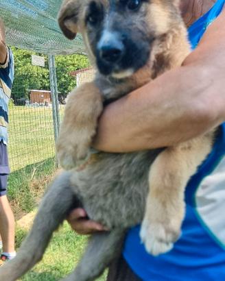 Dafne: pastore tedesco mix, 3 mesi