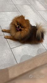 Spizt tedesco (pomerania)