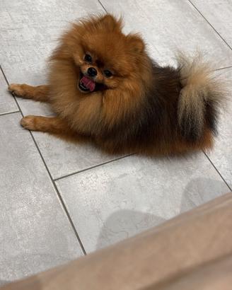 Spizt tedesco (pomerania)