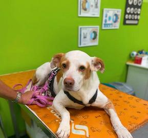 ZOIA la dolcezza