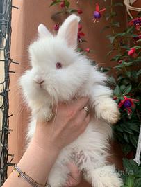 Conigli d'angora inglese