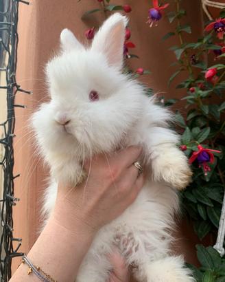 Conigli d'angora inglese
