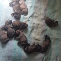 Cuccioli di Pastore Belga Malinois