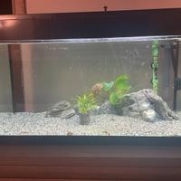 Acquario Askoll pure led