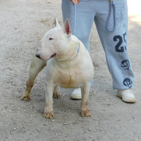 Bull terrier