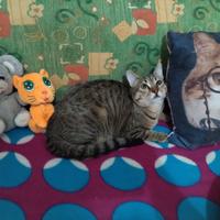 Jimmi gatto 9 mesi