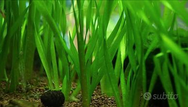 Vallisneria gigantea